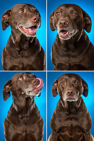 Bailey Print