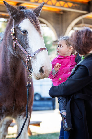 Horses