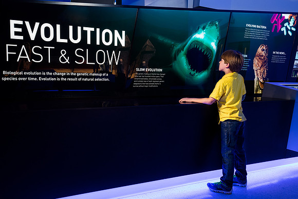 Evolution Fast & Slow