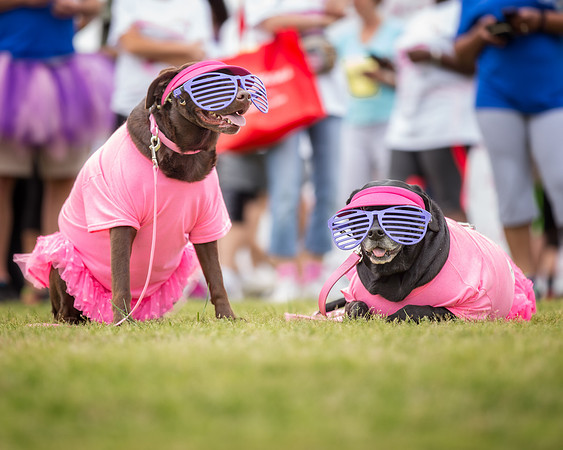 Race for the Cure